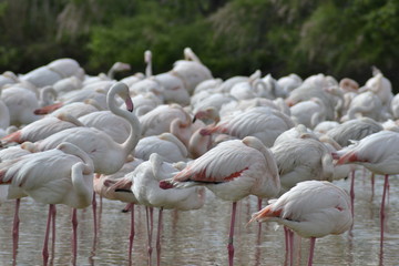 Fenicotteri rosa della Camargue, parco ornitologico, Les Saintes Maries De La Mer, Provence, Syud France