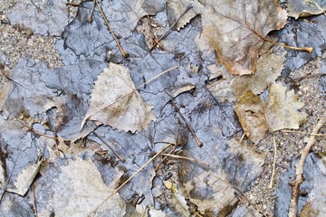 Wet Brown Leaves