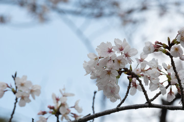 Beautiful cherry blossom sakura in spring time