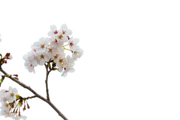 Beautiful Cherry blossom flower in blooming with branch isolated on white background for spring season