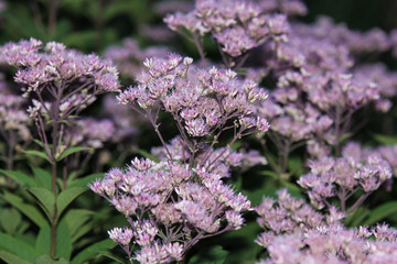 lots of purple flowers on long stems on a green background, sharpness selected one flower