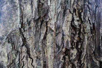Beautiful closeup textures abstract bark tree and wood background 