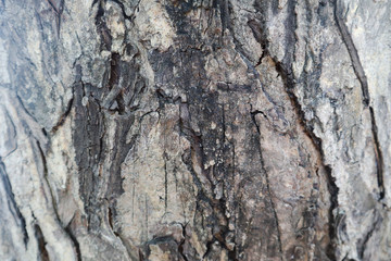 Beautiful closeup textures abstract bark tree and wood background 