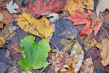 Red, Yellow, Green leaves