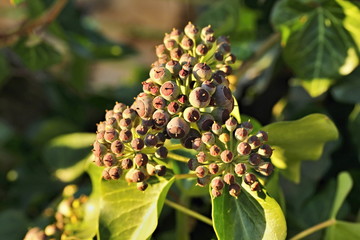 Growing Hedera helix - fruit