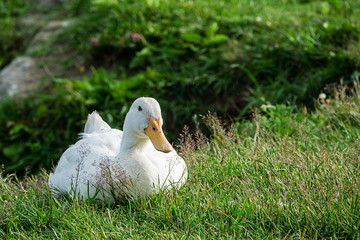 cute white domestic duck resting in a meadow