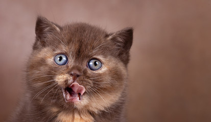BKH Kitten Prtrait chocolate Tortie leckt sich das Maul - Zunge