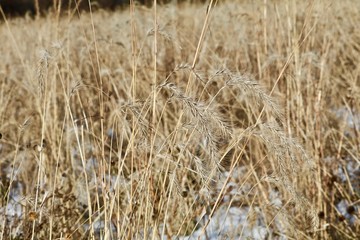 Autumn Grass Seeds