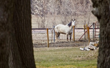 Obraz premium White Horse Peeks