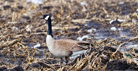 Canadian Goose
