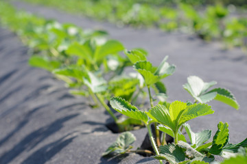 Strawberry field of young plants under sun in morning light