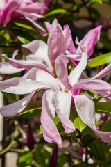 Magnolia blooming in the spring 