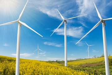 there are many high wind turbines on the field of yellow flowering canola, the concept of renewable energy