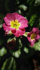 Pink flower primrose close-up on a dark background