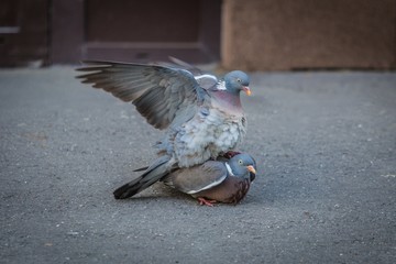 A couple of grey wood pigeons with white patches on side of neck mating on a street in front of a brown door. Male sitting on female flapping his wings. Urban wildlife. - Powered by Adobe