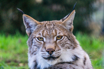 Portrait of Eurasian Lynx, wild cat on the meadow. Wildlife scene from nature. Cute big cat hidden in the grass, beautiful evening light, Germany.