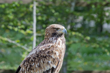 Baby Elegant wild bald eagle flying experience