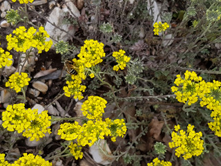 Honey bee on a yellow flower in the forest on a sunny day.