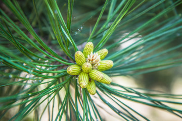 Black pine tree branch in close up