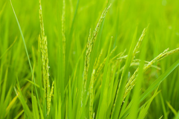 Plakat Rice in rice field, Selection focus only on some points in the image.
