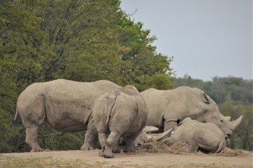 Fototapeta premium Rassemblement !