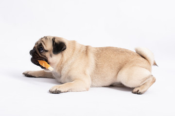 Dog pug breed eating Dog treats feeling happiness and enjoy,isolated on grey background,Happy Purebred Dog Concept