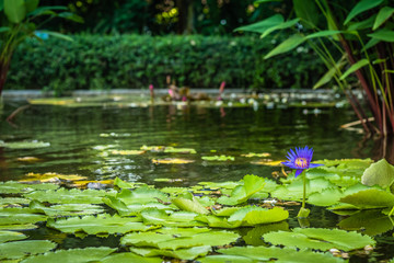 Tropical pond and palm trees. Tropical pond is surrounded by lush vegetation including palm trees and fragrant flowers.