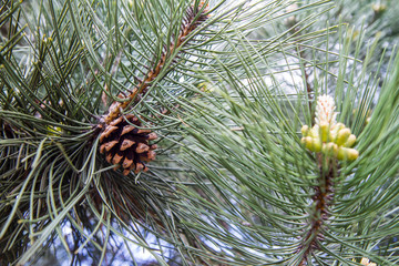 Black pine tree branch in close up