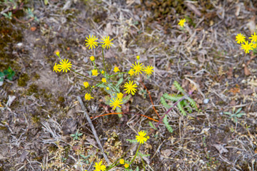 Senecio squalidus known as Oxford ragwort blooming