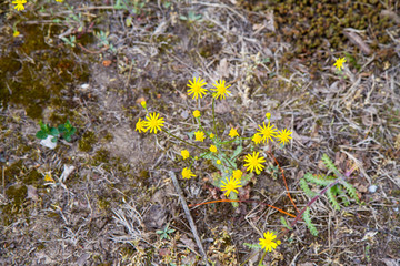 Senecio squalidus known as Oxford ragwort blooming