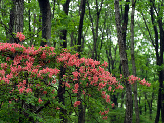 【群馬県】赤城山の赤い花