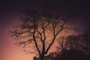 tree at sunset