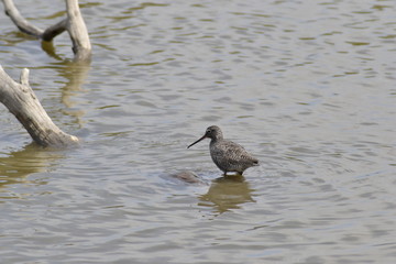 Pettegola della Camargue, parco ornitologico, Provence, Sud France