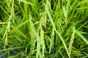 Rice in rice field, Selection focus only on some points in the image.