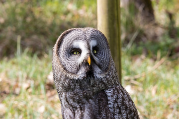 The beautiful great grey owl posing and facing