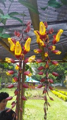 Fototapeta premium Flores