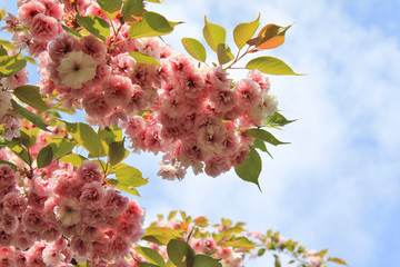 japanische Kirschblüten bei herrlichem Frühlingswetter