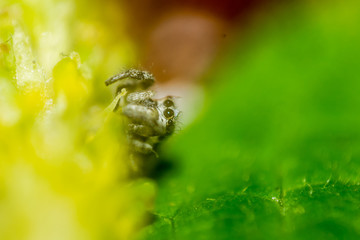 horse spider on a leaf