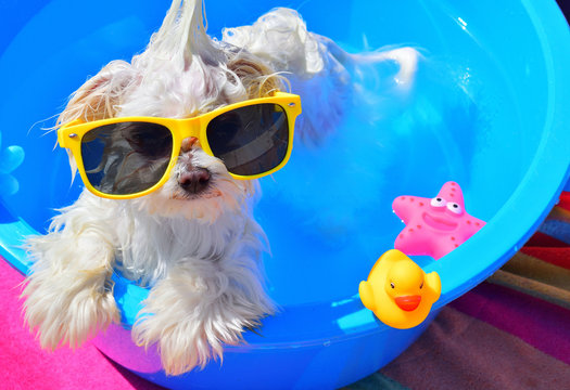 dog with sunglasses on the pool