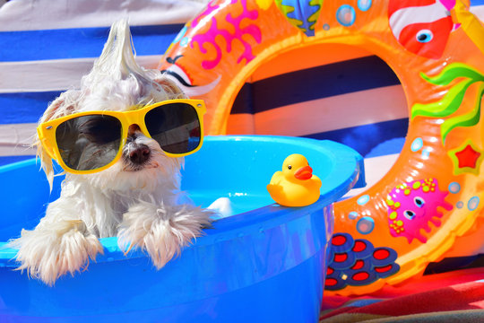 dog with sunglasses on the pool