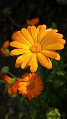 Yellow flowers on a dark background