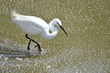 Garzetta della Camargue, parco ornitologico, Les Saintes Maries De La Mer, Provence, Sud France