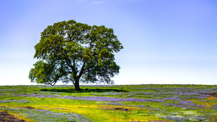 Oak tree growing on a meadow covered in blooming wildflowers on a sunny spring day; North Table Mountain Ecological Reserve, Oroville, California