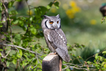 The beautiful southern white faced owl posing and facing