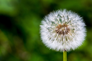 dandelion on background of green grass