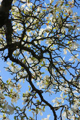 A white Magnolia tree in full flower in the spring sunshine.  Taken in Cardiff, South Wales, UK