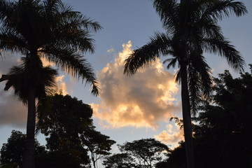 Obraz premium Pôr-do-Sol tropical. Silhueta de palmeira imperial. Palmeira real