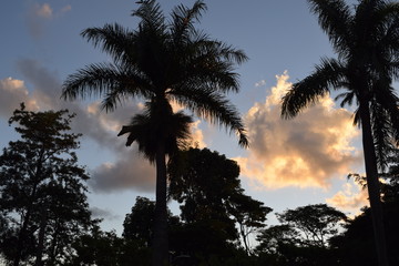 Obraz premium Pôr-do-Sol tropical. Silhueta de palmeira imperial. Palmeira real