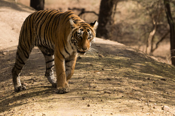 portrait of tiger