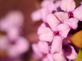 pink flowers on branchs